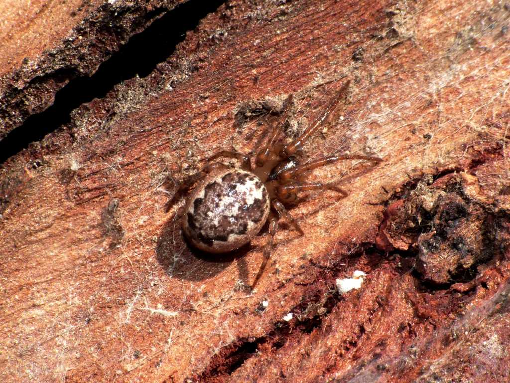 Leviellus sp. - Ostia Antica (RM)